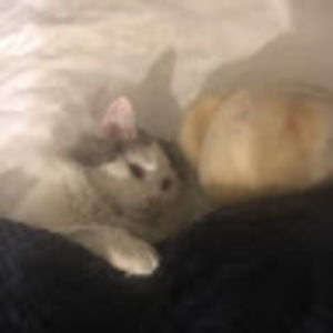 Meet your Posher, Hermione